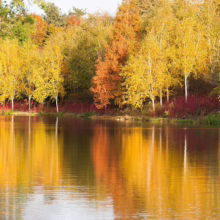 Betula utilis subsp. jacquemontii (Himalayan Birch) autumn colour.