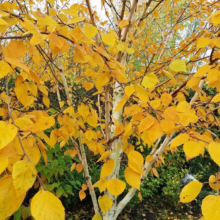 Betula utilis subsp. jacquemontii (Himalayan Birch) autumn foliage.