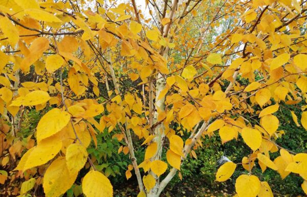 <i>Betula utilis</i> subsp. <i>jacquemontii</i> - Image 3