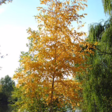Betula utilis subsp. jacquemontii (Himalayan Birch) autumn form.