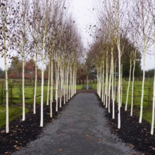 Betula utilis subsp. jacquemontii (Himalayan Birch) line