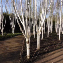 Betula utilis subsp. jacquemontii (Himalayan Birch) grouping.