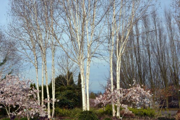 <i>Betula utilis</i> subsp. <i>jacquemontii</i>