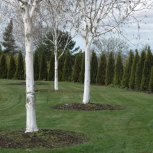 Betula utilis subsp. jacquemontii (Himalayan Birch) planted out in a lawn.