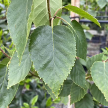 Betula utilis subsp. jacquemontii (Himalayan Birch) leaf.