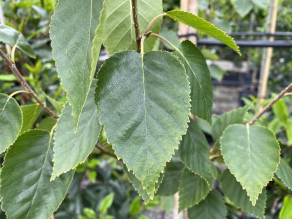 <i>Betula utilis</i> subsp. <i>jacquemontii</i> - Image 8