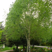 Betula utilis subsp. jacquemontii (Himalayan Birch) summer form.