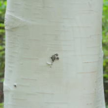 Betula utilis subsp. jacquemontii 'Dazzler' (Himalayan Birch) bark.