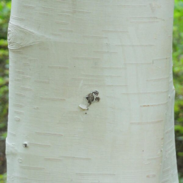 <i>Betula utilis</i> subsp. <i>jacquemontii</i> 'Dazzler' - Image 2