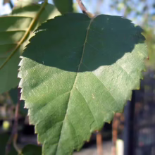 Betula utilis subsp. jacquemontii 'Dazzler' (Himalayan Birch) leaf.