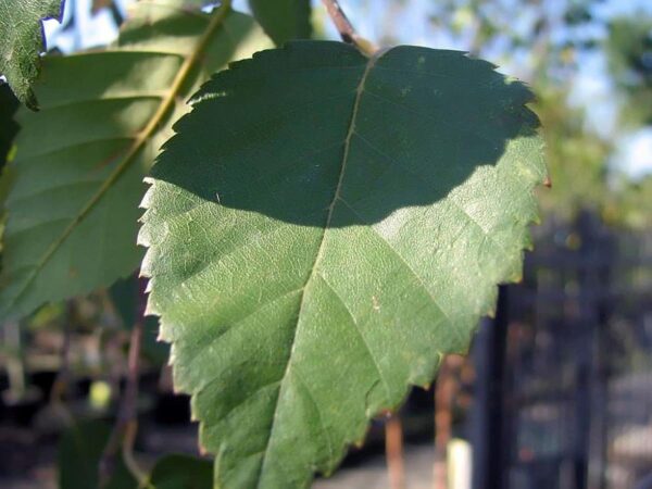 <i>Betula utilis</i> subsp. <i>jacquemontii</i> 'Dazzler' - Image 3