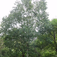 Betula utilis subsp. jacquemontii 'Dazzler' (Himalayan Birch) large tree.