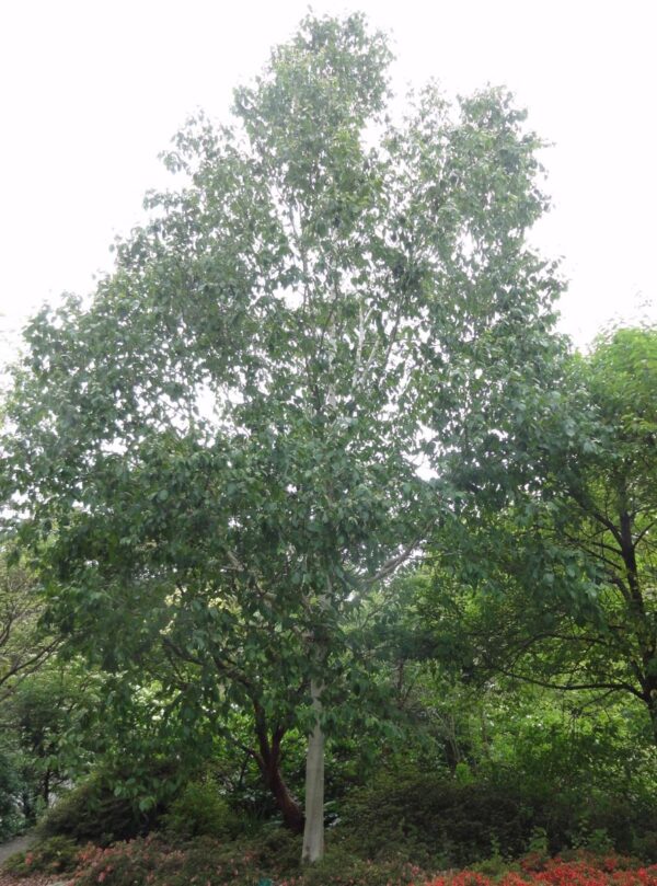 <i>Betula utilis</i> subsp. <i>jacquemontii</i> 'Dazzler' - Image 4