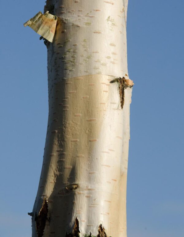 <i>Betula utilis</i> subsp. <i>jacquemontii</i> 'Jermyns' - Image 3