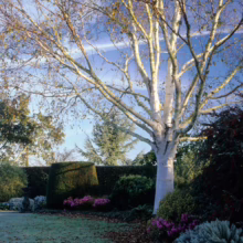 Betula utilis subsp. jacquemontii ‘Jermyns’ (Himalayan Birch) winter form.