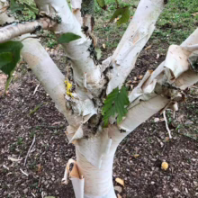 Betula utilis subsp. jacquemontii ‘Silver Shadow’ (Himalayan Birch) bark.
