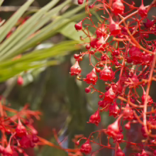 Bright red pagoda flower blooms cascade from a branch, with a bee visiting one of the bell-shaped flowers, and palm fronds in the background.