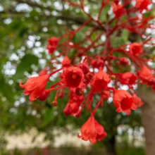Close-up of vibrant red Barbados cherry blossoms hanging from a tree branch, with blurred green foliage in the background. The delicate, bell-shaped flowers create a striking focal point.