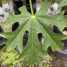 A vibrant, textured papaya leaf displays intricate cutouts and water droplets, highlighting its unique shape and vivid green color with yellow veins in a plant nursery.