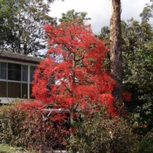 Vibrant red Illawarra Flame Tree in full bloom stands out against a building and other greenery. Red blossoms litter the ground, creating a striking contrast, with eucalyptus tree in the background.