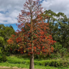 A Bottle Tree stands prominently in a grassy field, its bare branches adorned with vibrant red flowers. The tree's bulbous trunk contrasts with the surrounding lush green foliage and a partly cloudy sky.
