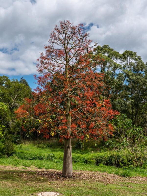 <i>Brachychiton acerifolius</i> - Image 6