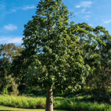 A bottle tree, a unique Australian native, stands tall in a grassy field under a bright blue sky, showcasing its distinctive bottle-shaped trunk and lush green canopy.