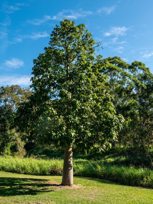 <i>Brachychiton acerifolius</i> - Image 7