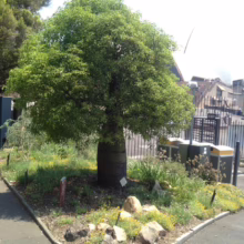 Brachychiton rupestris (Queensland Bottle Tree)