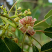 Brachychiton rupestris (Queensland Bottle Tree) flower