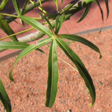 Brachychiton rupestris (Queensland Bottle Tree) foliage