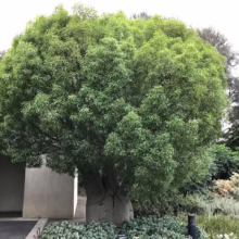 Brachychiton rupestris (Queensland Bottle Tree) in home garden
