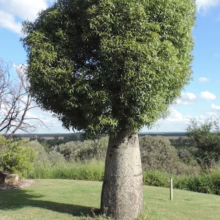 Brachychiton rupestris (Queensland Bottle Tree)