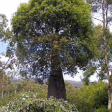 Brachychiton rupestris (Queensland Bottle Tree)