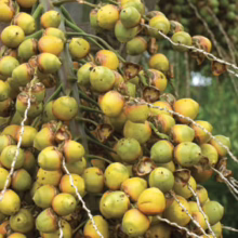 Close-up of a palm tree branch laden with clusters of round, yellow-green palm fruits. The fruits are densely packed, with some showing hints of brown.