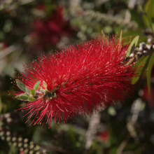 Vibrant red bottlebrush flower in full bloom, showcasing its unique cylindrical shape and brush-like texture against a backdrop of green foliage.