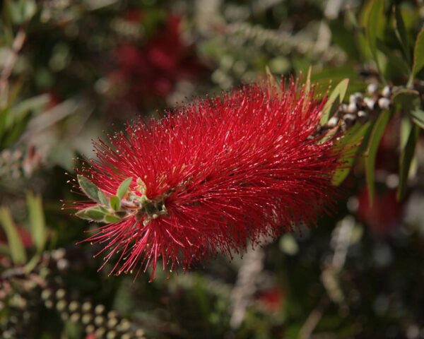 <i>Callistemon citrinus</i> - Image 2