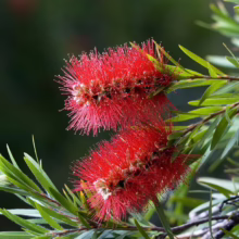 Close-up of two vibrant red bottlebrush flowers with spiky petals and slender green leaves against a blurred dark green background.