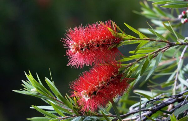 <i>Callistemon citrinus</i> - Image 3