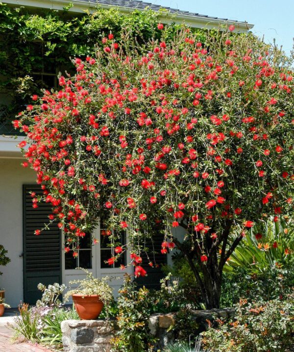 <i>Callistemon citrinus</i>