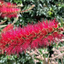 Vibrant red bottlebrush flower in full bloom, showcasing its unique cylindrical shape and brush-like texture against a backdrop of lush green foliage.