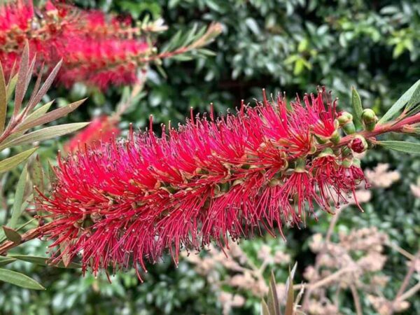 <i>Callistemon citrinus</i> 'Red Cluster' - Image 2