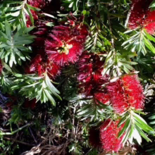 Crimson bottlebrush flowers burst forth amidst vibrant green foliage. The spiky, cylindrical blooms add a splash of color to the lush garden setting.