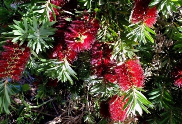 <i>Callistemon citrinus</i> 'Red Cluster' - Image 3