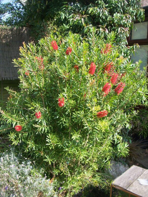 <i>Callistemon citrinus</i> 'Red Cluster'