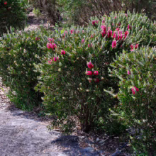 Lush bottlebrush shrubs with vibrant pink blooms line a garden path. Dense green foliage and textured bark create a natural, inviting landscape.