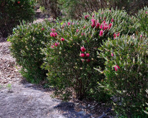 <i>Callistemon citrinus</i> 'Western Glory' - Image 2