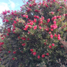 Bushy bottlebrush plant ablaze with vibrant red flowers against a bright blue sky. The dense foliage and profuse blooms create a striking natural display.