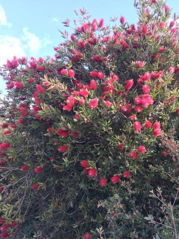 <i>Callistemon citrinus</i> 'Western Glory' - Image 3