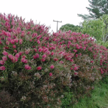 Vibrant pink bottlebrush shrubs in full bloom create a dense hedge along a grassy roadside. Green foliage and a utility pole add depth to the scene.